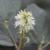 Fothergilla Intermedia Blue Shadow -Promesse de fleurs Boutique Fothergilla major Blue Shadow 9557 1