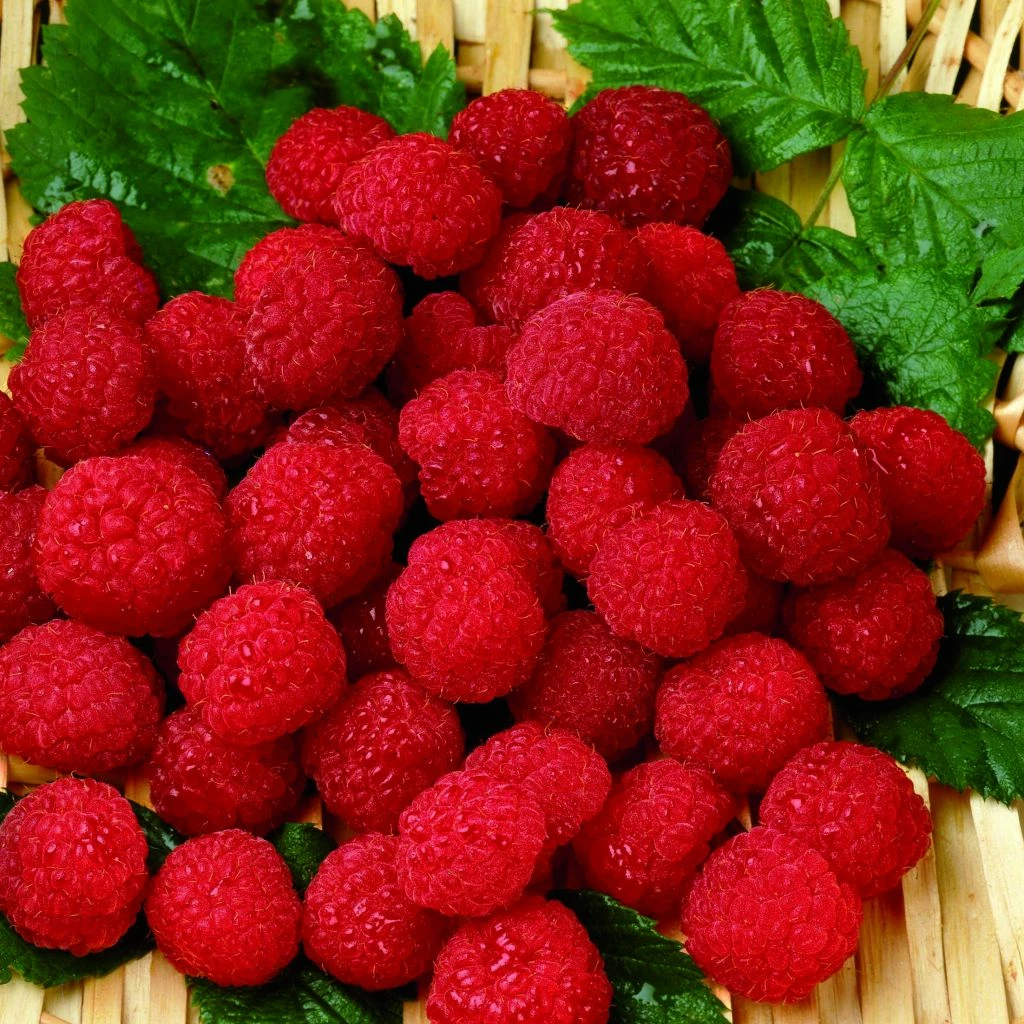 Framboisier Belle De Malicorne - Georges Delbard 3 Framboisier Belle De Malicorne - Georges Delbard