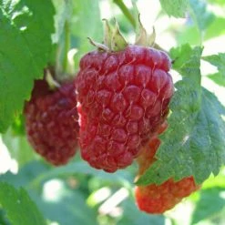 Framboisier Autumn Happy Malling Happy (remontant) Bio