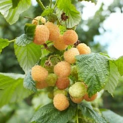 Framboisier Nain Remontant Goodasgold - Rubus Idaeus