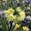 Fritillaria Raddeana - Couronne Impériale -Promesse de fleurs Boutique Fritillaire imperiale Raddeana 54587 1