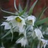 Fritillaria Bucharica 1 Fritillaria Bucharica -Promesse de fleurs Boutique Fritillaria bucharica 80533 1