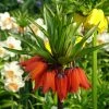 Fritillaire Imperialis Rubra - Couronne Impériale -Promesse de fleurs Boutique Fritillaria imperialis rubra LD James Steakley copyright 54503 2 1
