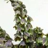 Fritillaria Persica Green Dreams - Fritillaire De Perse 2 Fritillaria Persica Green Dreams - Fritillaire De Perse -Promesse de fleurs Boutique Fritillaria persica Green Dreams 15325 1