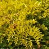 Févier D'Amérique Doré - Gleditsia Triacanthos Sunburst -Promesse de fleurs Boutique GLEDITSIA TRIACANTHOS SUNBURST 781628 1