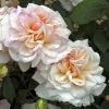 Rosier Ancien Gruss An Aachen -Promesse de fleurs Boutique GRUSS AN AACHEN 822672 1