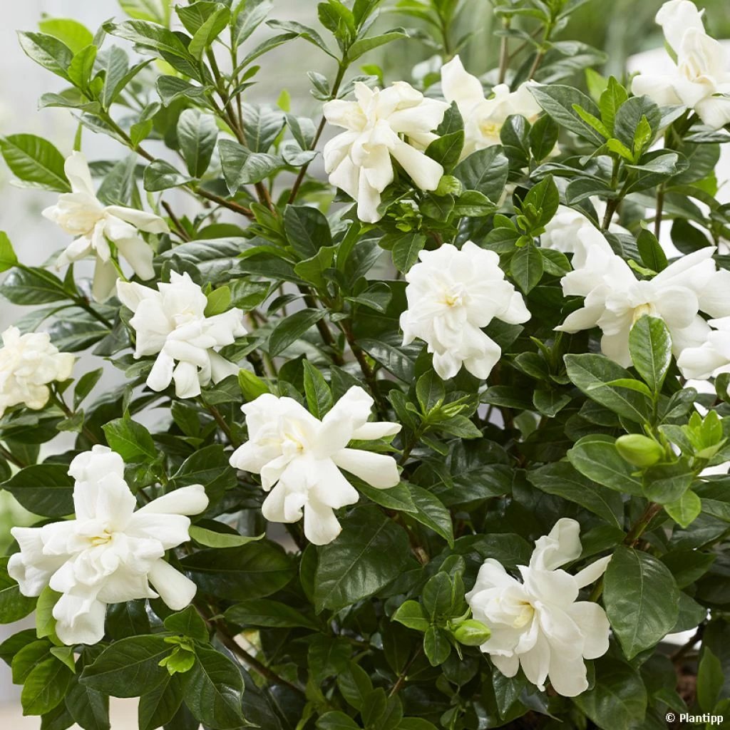 Gardenia Jasminoides Double Diamonds 3 Gardenia Jasminoides Double Diamonds
