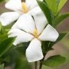 Gardenia Jasminoides Sweet Star First Editions -Promesse de fleurs Boutique Gardenia jasminoides Sweet Star First Editions copyright 182961 1