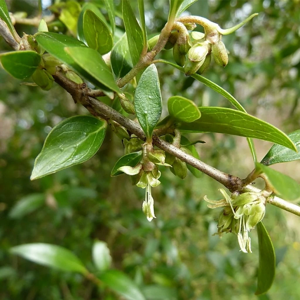 Garrya (x) Thuretii 3 Garrya (x) Thuretii