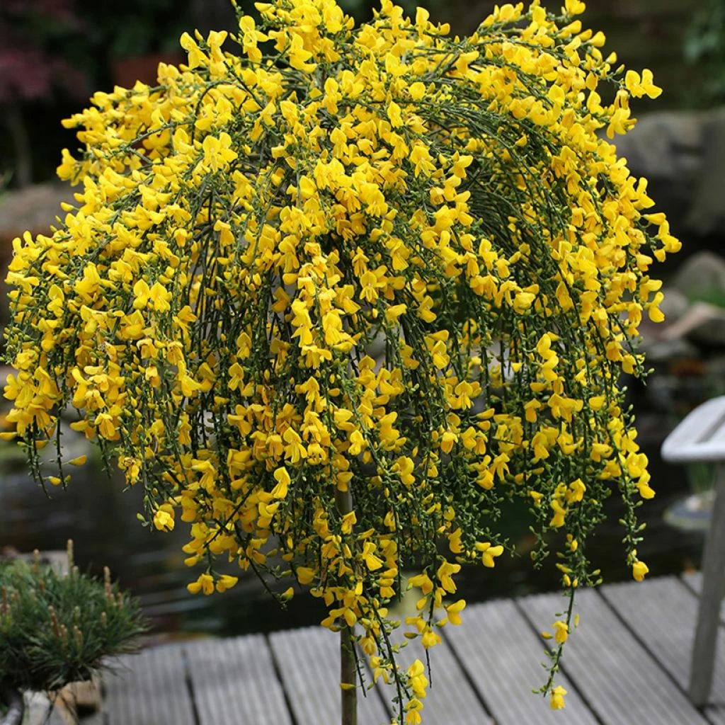 Genêt à Balais Sur Tige - Cytisus Scoparius Golden Tears 3 Genêt à Balais Sur Tige - Cytisus Scoparius Golden Tears