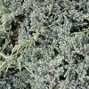 Genévrier écailleux - Juniperus Squamata Blue Spider 1 Genévrier écailleux - Juniperus Squamata Blue Spider -Promesse de fleurs Boutique Genevrier ecailleux Juniperus squamata Blue Spider copyright 1006822 1