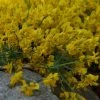 Genista Tinctoria Royal Gold - Genêt Des Teinturiers -Promesse de fleurs Boutique Genista tinctoria Royal Gold 84086 1