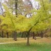 Ginkgo Biloba Horizontalis -Promesse de fleurs Boutique Ginkgo biloba Horizontalis 1006292 1
