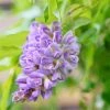 Glycine Frutescens - Wisteria Frutescens 2 Glycine Frutescens - Wisteria Frutescens -Promesse de fleurs Boutique Glycine frutescens Wisteria frutescens copyright 1009311 1