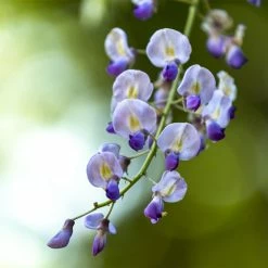 Glycine Japonaise - Wisteria Floribunda Premature