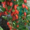 Goji Big Lifeberry - Lycium Barbarum -Promesse de fleurs Boutique Goji Big Lifeberry 78426 1 1