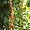 Goji Instant Success - Lycium Barbarum 1 Goji Instant Success - Lycium Barbarum -Promesse de fleurs Boutique Goji Instant Success 78111 1