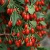 Goji Sweet Lifeberry - Lycium Barbarum 1 Goji Sweet Lifeberry - Lycium Barbarum -Promesse de fleurs Boutique Goji Sweet Lifeberr 78428 1