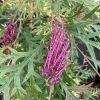 Grevillea Bronze Rambler -Promesse de fleurs Boutique Grevillea Bronze Rambler 16664 1