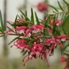 Grevillea Gracilis Clearview David 1 Grevillea Gracilis Clearview David -Promesse de fleurs Boutique Grevillea gracilis Clearview David 87067 1