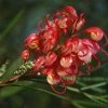 Grevillea Johnsonii -Promesse de fleurs Boutique Grevillea johnsonii 83328 1