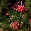 Grevillea Juniperina 1 Grevillea Juniperina -Promesse de fleurs Boutique Grevillea juniperina 83329 1