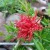 Grevillea Juniperina New Blood -Promesse de fleurs Boutique Grevillea juniperina New Blood 86094 1