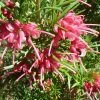 Grevillea Rosmarinifolia -Promesse de fleurs Boutique Grevillea rosmarinifolia 83333 1