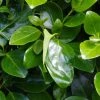 Griselinia Littoralis Emerald - Griselinie Du Littoral 1 Griselinia Littoralis Emerald - Griselinie Du Littoral -Promesse de fleurs Boutique Griselinia littoralis Emerald 83336 1