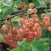 Groseillier à Grappes Gloire Des Sablons Rose -Promesse de fleurs Boutique Groseillier a grappes Gloire des Sablons rose 78422 1 1