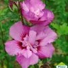 Hibiscus Syriacus Eruption - Althéa Ou Mauve En Arbre 1 Hibiscus Syriacus Eruption - Althéa Ou Mauve En Arbre -Promesse de fleurs Boutique HIBISCUS ERUPTION 761637 1