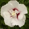 Hibiscus Syriacus French Point - Althéa à Fleurs Doubles -Promesse de fleurs Boutique HIBISCUS FRENCH POINT 781967 1