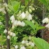 Halesia Carolina - Arbre Aux Cloches D'argent -Promesse de fleurs Boutique Halesia Carolina 9657 1