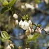 Halesia Carolina UConn - Arbre Aux Cloches D'argent -Promesse de fleurs Boutique Halesia carolina UConn copyright 16590 1