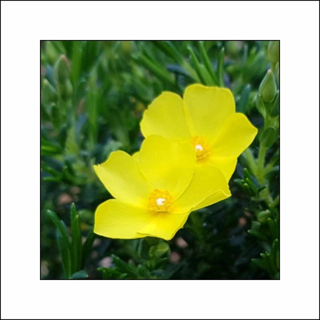 Halimium April Sun - Faux-ciste Jaune. 3 Halimium April Sun - Faux-ciste Jaune.