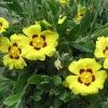 Halimium Lasianthum Subsp. Formosum -Promesse de fleurs Boutique Halimium lasianthum subsp Formosum IF 16252 1