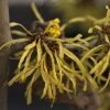 Hamamelis (x) Intermedia Westerstede - Noisetier De Sorcière -Promesse de fleurs Boutique Hamamelis x intermedia Westerstede 1002522 1