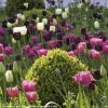 Harmonie De Tulipes Clair Obscur -Promesse de fleurs Boutique Harmonie Clair Obscur Jardin Ulting Wick Clive Nichols MAP 68232 1