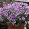 Hebe Garden Beauty Purple - Véronique Arbustive 1 Hebe Garden Beauty Purple - Véronique Arbustive -Promesse de fleurs Boutique Hebe Garden Beauty Purple 88807 1