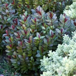 Hebe Santa Monica - Véronique Arbustive