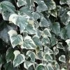 Lierre Des Canaries - Hedera Algeriensis Gloire De Marengo -Promesse de fleurs Boutique Hedera algeriensis Gloire de Marengo 83634 1