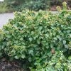 Lierre Arbustif - Hedera Helix Arbori Compact -Promesse de fleurs Boutique Hedera helix Arbori Compact 88605 1 1