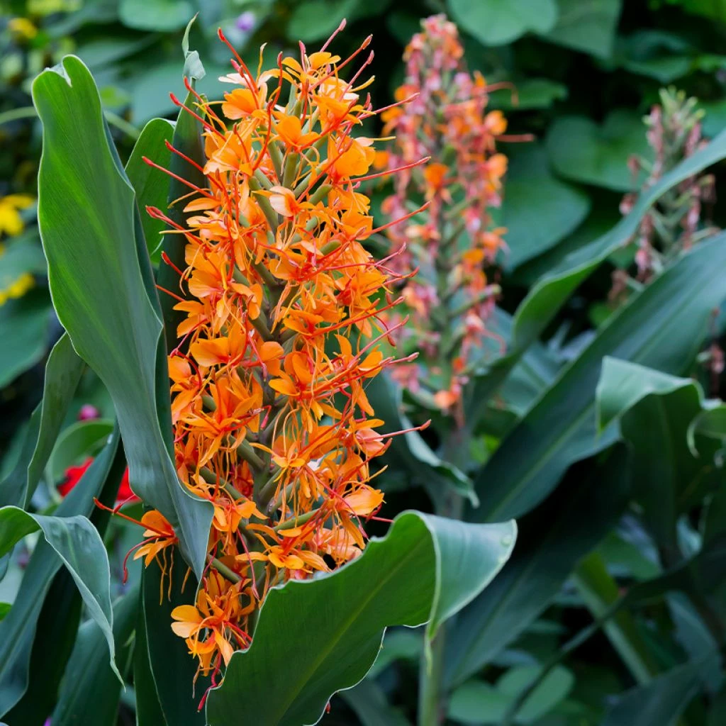 Hedychium Coccineum Tara - Longose Rouge 3 Hedychium Coccineum Tara - Longose Rouge