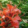 Hedychium Rubrum (deceptum) - Gingembre D'ornement
