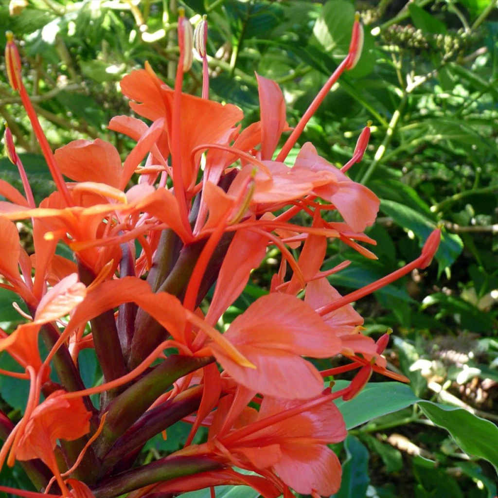 Hedychium Rubrum (deceptum) - Gingembre D'ornement 3 Hedychium Rubrum (deceptum) - Gingembre D'ornement