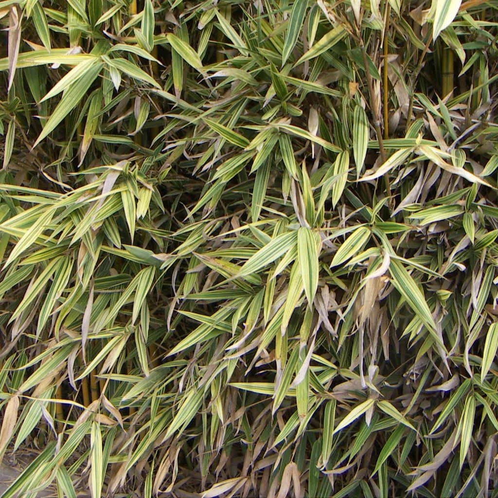 Hibanobambusa Tranquillans Shiroshima - Petit Bambou 3 Hibanobambusa Tranquillans Shiroshima - Petit Bambou