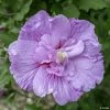 Hibiscus Syriacus Lavender Chiffon - Althéa Rose -Promesse de fleurs Boutique Hibiscus Lavender Chiffon copyright 754511 1 2