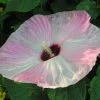 Hibiscus Moscheutos Fujin - Hibiscus Des Marais Nain 1 Hibiscus Moscheutos Fujin - Hibiscus Des Marais Nain -Promesse de fleurs Boutique Hibiscus moscheutos Fujin 89522 1