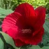 Hibiscus Moscheutos Midnight Marvel - Hibiscus Des Marais -Promesse de fleurs Boutique Hibiscus moscheutos Midnight Marvel Hibiscus des marais copyright 150581 1