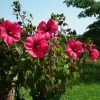 Hibiscus Moscheutos PLANET Griotte - Hibiscus Des Marais 1 Hibiscus Moscheutos PLANET Griotte - Hibiscus Des Marais -Promesse de fleurs Boutique Hibiscus moscheutos PLANET Griotte TANGRI 82331 1